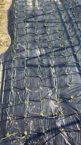 가야산아래촌농님의 기타작물 · 영농일지 작성글 사진