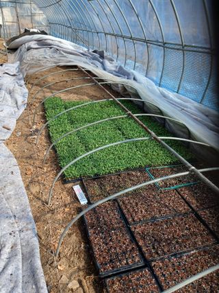 거촌어른님의 고추 · 영농일지 작성글 사진