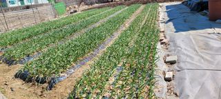 땅땅님의 감자 · 영농일지 작성글 사진