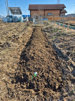 박순례님의 콩 · 영농일지 작성글 사진