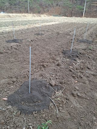 이한재님의 고추 · 영농일지 작성글 사진