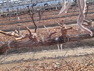 표고버섯18837님의 포도 · 영농일지 작성글 사진