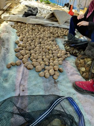 좋은인연원님의 감자 · 영농일지 작성글 사진