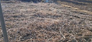 김제선:양평읍회현리님의 기타작물 · 영농일지 작성글 사진