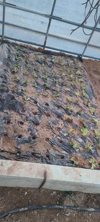 AlexLee님의 기타작물 · 영농일지 작성글 사진