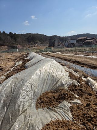 김윤회님의 파 · 영농일지 작성글 사진