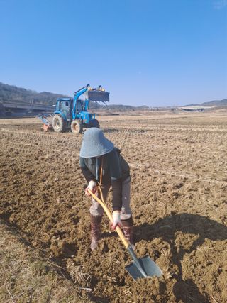 대파15425님의 벼 · 영농일지 작성글 사진
