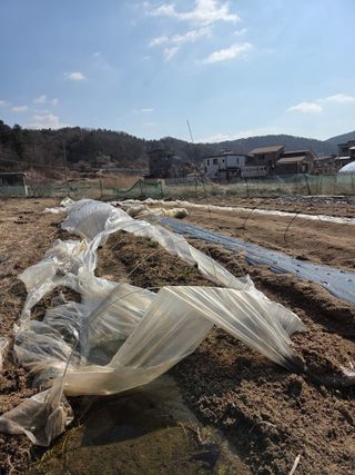 김윤회님의 파 · 영농일지 작성글 사진