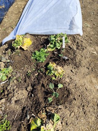 조영기님의 기타작물 · 영농일지 작성글 사진