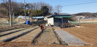 Kns4324님의 마늘 · 영농일지 작성글 사진