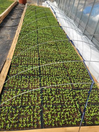 이상욱님의 고추 · 영농일지 작성글 사진