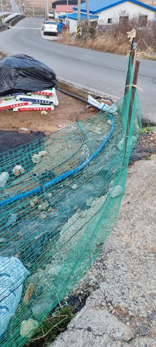 박순덕님의 마늘 · 영농일지 작성글 사진