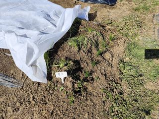 조영기님의 기타작물 · 영농일지 작성글 사진