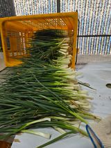 팜모닝 파·영농일지 게시글 이미지