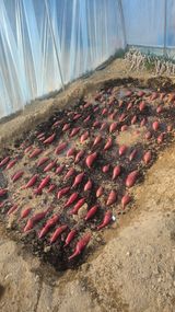 팜모닝 고구마·영농일지 게시글 이미지