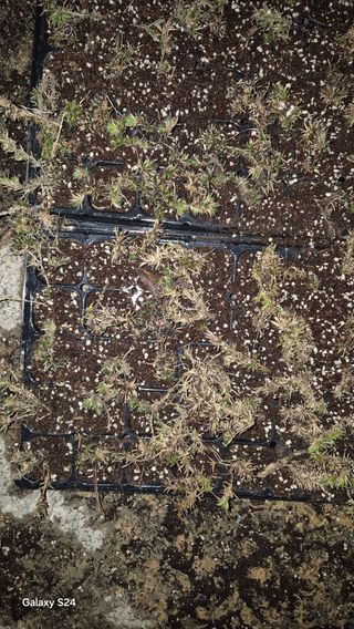 곰티농사꾼님의 기타작물 · 영농일지 작성글 사진