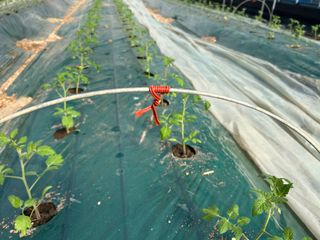 최우영님의 토마토 · 영농일지 작성글 사진