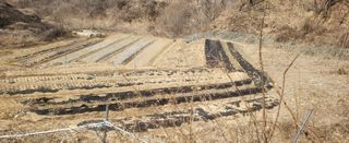 샘골농장 마음만청춘님의 마늘 · 영농일지 작성글 사진