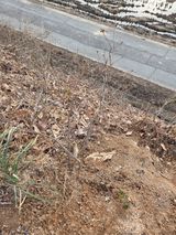 팜모닝 기타작물·영농일지 게시글 이미지