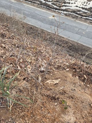 김연숙님의 기타작물 · 영농일지 작성글 사진