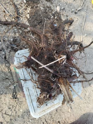 김종덕님의 두릅 · 영농일지 작성글 사진