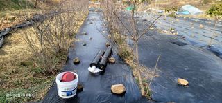 박종화님의 기타작물 · 영농일지 작성글 사진