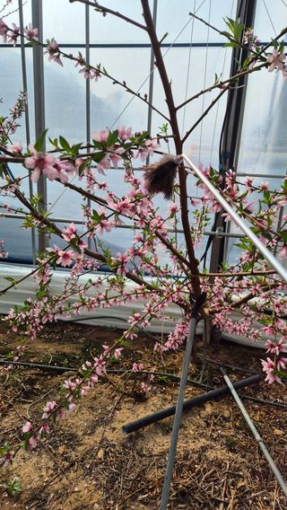 최근만님의 복숭아 · 영농일지 작성글 사진
