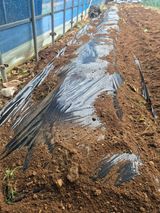 팜모닝 기타작물·영농일지 게시글 이미지