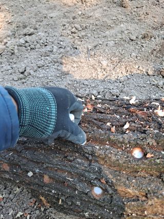 이한재님의 버섯 · 영농일지 작성글 사진