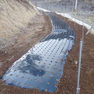 가로수님의 기타작물 · 영농일지 작성글 사진