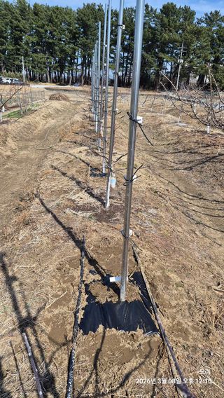 토마토11823님의 사과 · 영농일지 작성글 사진