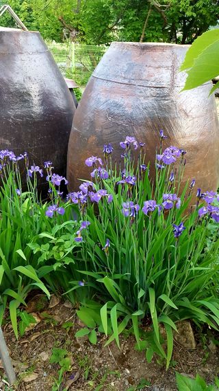 최동수님의 기타작물 · 영농일지 작성글 사진