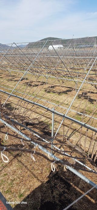 진서기님의 자두 · 영농일지 작성글 사진