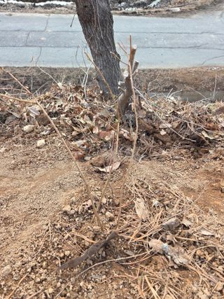 김연숙님의 기타작물 · 영농일지 작성글 사진