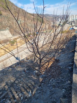 김용대님의 기타작물 · 영농일지 작성글 사진