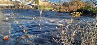 박종화님의 기타작물 · 영농일지 작성글 사진