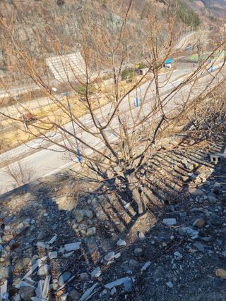 김용대님의 기타작물 · 영농일지 작성글 사진