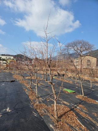 최동수님의 기타작물 · 영농일지 작성글 사진