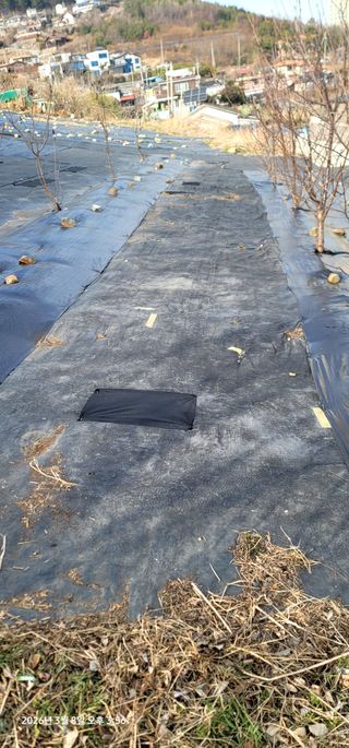 박종화님의 기타작물 · 영농일지 작성글 사진