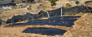 김윤오님의 감자 · 영농일지 작성글 사진