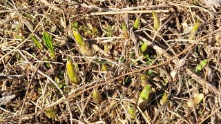 여우내 이순홍님의 기타작물 · 영농일지 작성글 사진