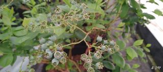 류근택님의 블루베리 · 영농일지 작성글 사진