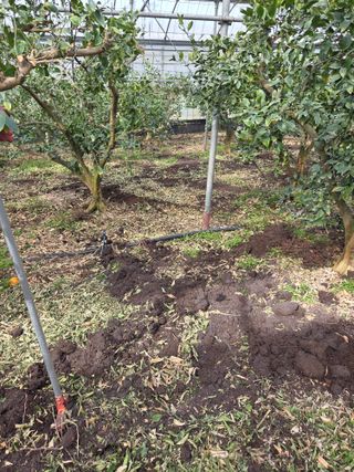 제주온님의 귤 · 영농일지 작성글 사진