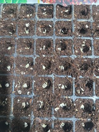 알렉산더님의 상추 · 영농일지 작성글 사진