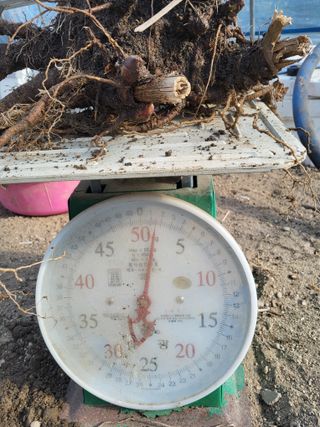 김종덕님의 두릅 · 영농일지 작성글 사진