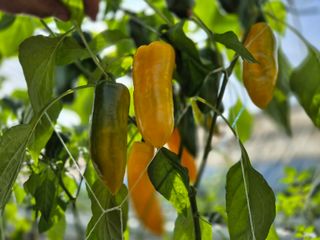 늘햇살팜 님의 기타작물 · 영농일지 작성글 사진