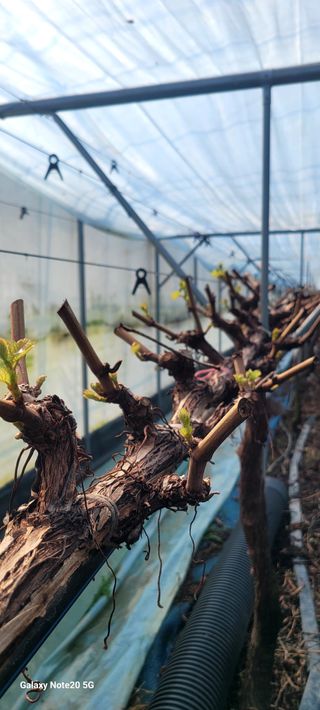 서대산향수님의 포도 · 영농일지 작성글 사진