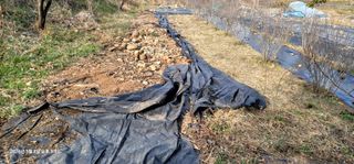 박종화님의 기타작물 · 영농일지 작성글 사진