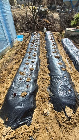 홍성덕님의 상추 · 영농일지 작성글 사진