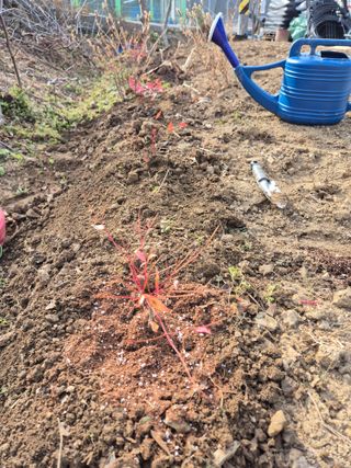 행복하게~님의 상추 · 영농일지 작성글 사진